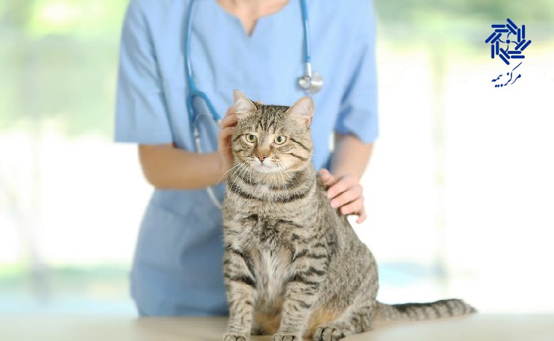 شرکت ‌های ارائه ‌دهنده بیمه نامه حیوانات